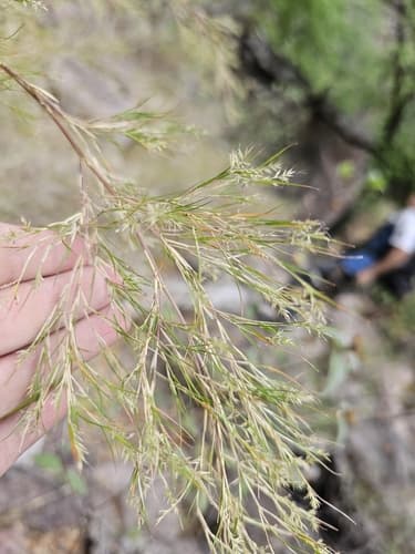 Muhlenbergia dumosa