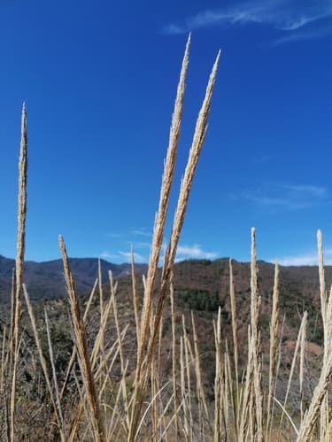 Muhlenbergia rigens