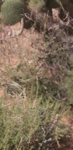Nassella tenuissima