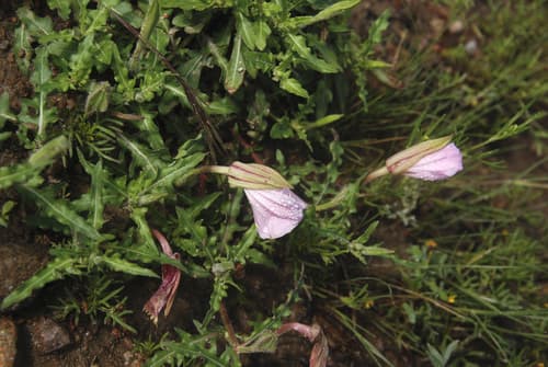 Oenothera kunthiana