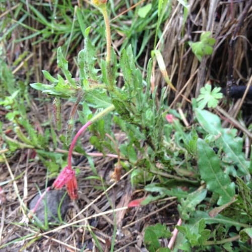 Oenothera laciniata