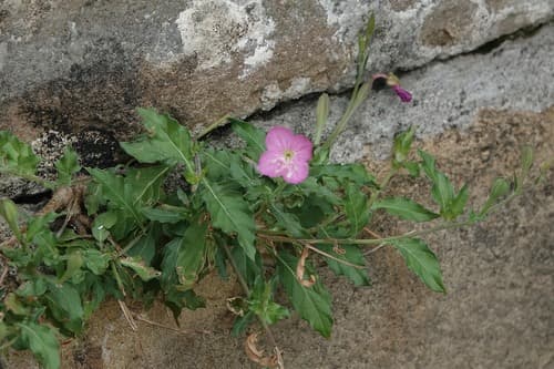 Oenothera rosea