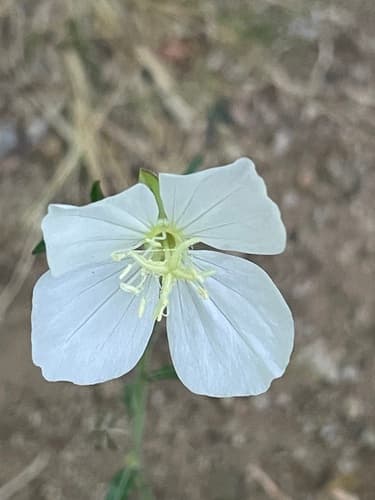 Oenothera tetraptera