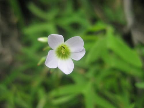Oxalis alpina