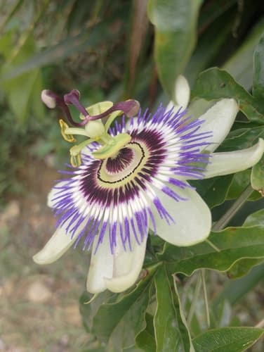 Passiflora caerulea