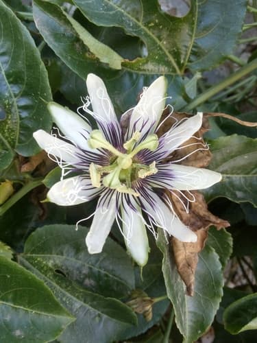 Passiflora edulis