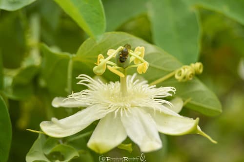 Passiflora subpeltata
