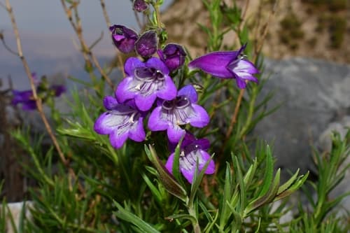 Penstemon campanulatus