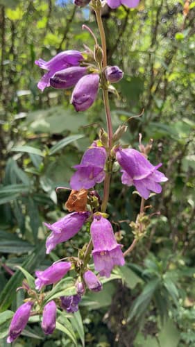 Penstemon gentianoides