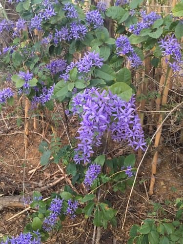 Petrea volubilis