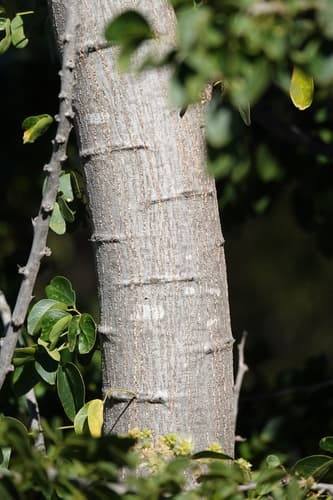 Pithecellobium dulce