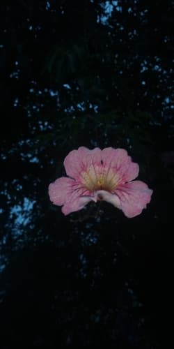 Podranea ricasoliana
