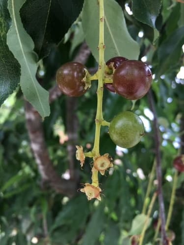 Prunus serotina