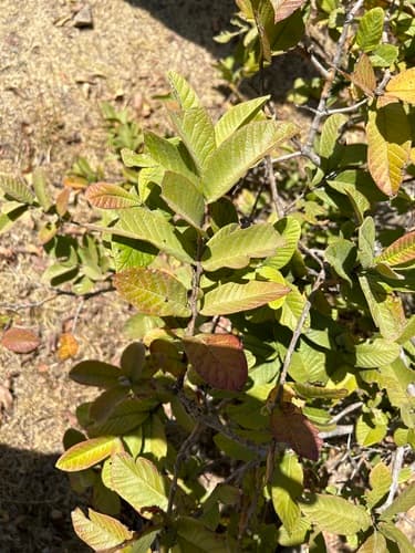 Psidium guajava