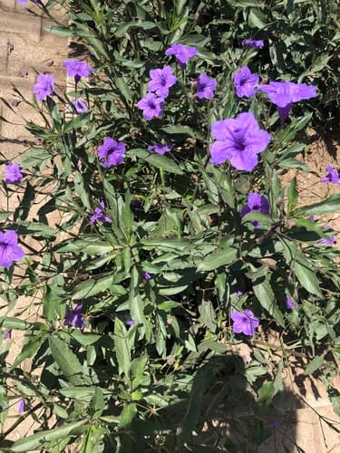 Ruellia simplex