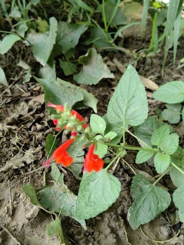 Salvia coccinea