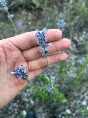 Salvia farinacea