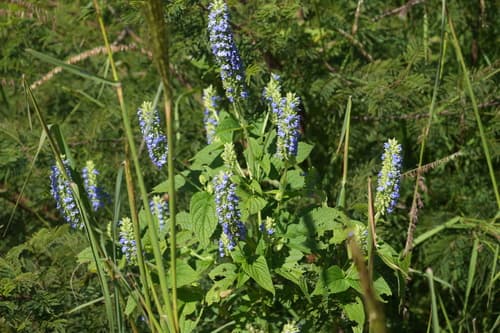 Salvia hispanica