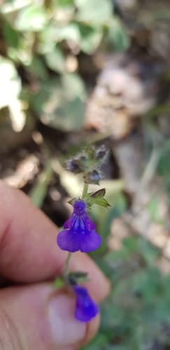 Salvia misella