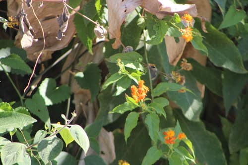 Senecio confusus