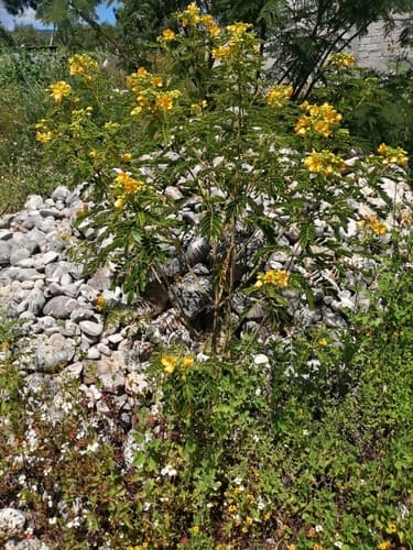 Senna multiglandulosa