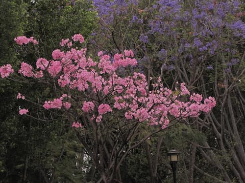 Tabebuia rosea