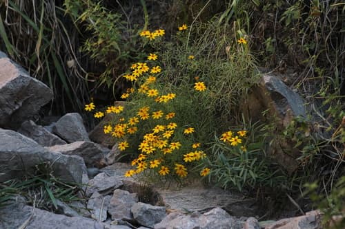 Tagetes lemmonii