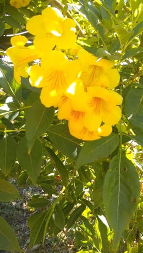 Tecoma stans