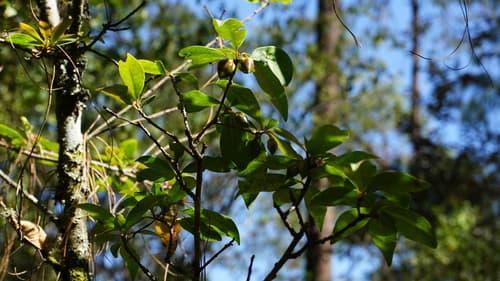 Ternstroemia sylvatica