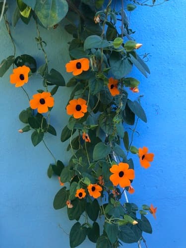 Thunbergia alata