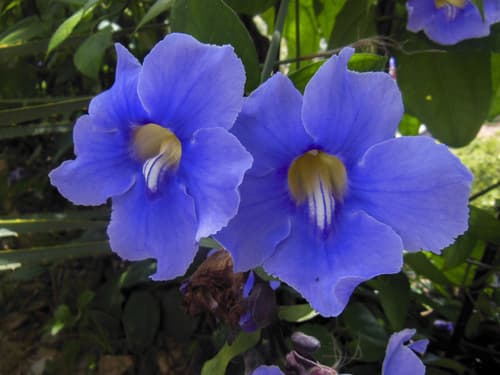Thunbergia grandiflora