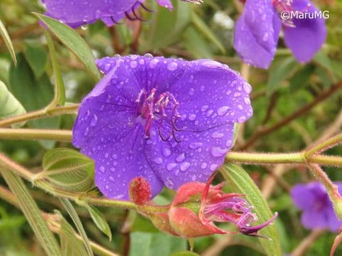 Tibouchina urvilleana