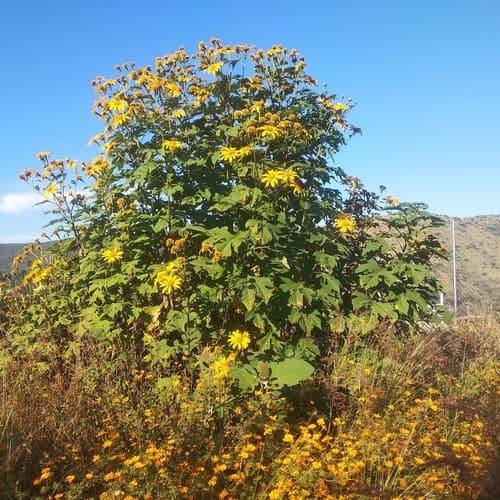 Tithonia diversifolia