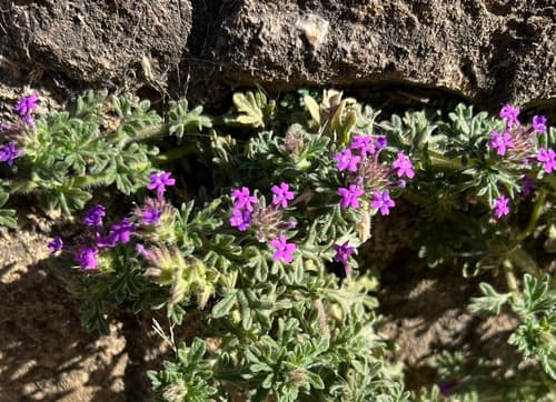 Verbena bipinnatifida