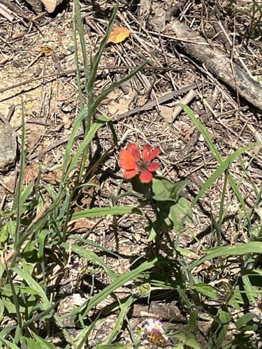 Zinnia peruviana